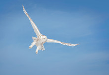 Snowy Owl (Bubo Scandiacus) In Flight; Saulte Saint Marie, Ontario, Canada