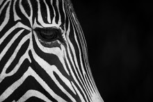 Close-Up Of Grevy's Zebra (Equus Grevyi) Face In Profile Against A Black Background; Cabarceno, Cantabria, Spain