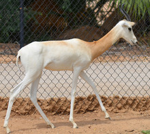 The Dama Gazelle, Addra Gazelle, Or Mhorr Gazelle (Nanger Dama, Formerly Gazella Dama). It Lives In Africa In The Sahara Desert And The Sahel. 
