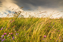 Tall Grasses And Wildflowers Grow In A Field Along The Atlantic Coast; Bonavista, Newfoundland, Canada