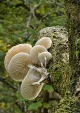Porcelain Mushrooms (Oudemansiella Mucida) Growing Out From The Bark Of A Tree; Scottish Borders, Scotland