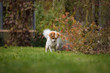 © JürgenBauerPictures - White brown longhair chihuahua sniffing around in the grass in the garden