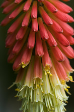 Red Hot Poker (Kniphofia) Plant, A Popular Perennial In Oregon Gardens; Astoria, Oregon, United States Of America