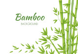 Fototapeta Fototapety do sypialni na Twoją ścianę - Green bamboo stems with green leaves on a white background. Vector illustration.
