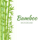 Fototapeta Sypialnia - Green bamboo stems with green leaves on a white background. Vector illustration.