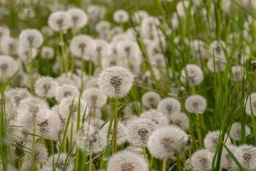 Close-up of a faded dandelion blossom. Seeds of dandelion flower