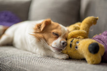 Portrait Of A White Brown Longhair Chihuahua Playing And Sleeping With His Toy Dog