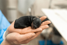 Just Born Puppy In Pet Hospital. Pet Healthcare Concept