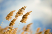 Reeds In The Blowing Wind, Nature Background With Copy Space