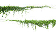 green Ivy plants hanging on electrical wires isolate white background