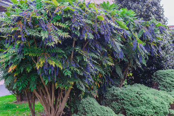 mahonia aquifolium in the garden. black blue berries