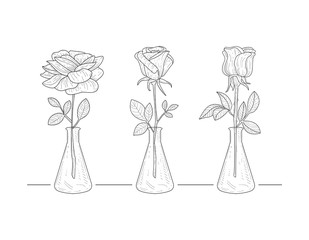 Wall Mural - Blooming Rose Flowers in Glass Vase Hand Drawn Vector Illustration