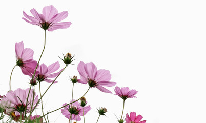 Wall Mural - cosmos flower on white