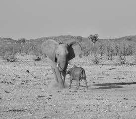 Wall Mural - Elephant And Buffalo