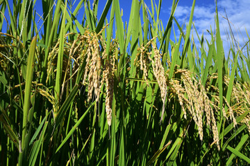 Rice filed, the harvest season