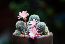 Beautiful Pink Cactus With Sharp Spines And White Fur.