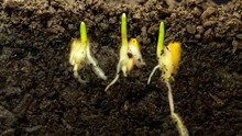 Corn Sprout Growing Timelapse / Corn Sprout Growing Timelapse Video With Camera Moving As The Plant Grows