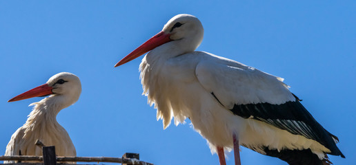 White stork, scientific name Ciconia ciconia, with a red beak and red legs stand in his big nest in spring