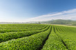 beautiful tea plantation landscape