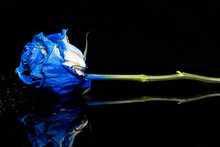 Reflecting Blue Rose With Waterdrops On Shiny Dark Surface Close Up Shot.