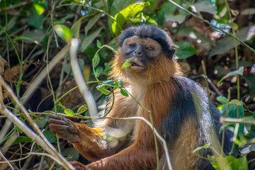 Wall Mural - Red Colobus monkey. The Gambia, 