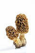 Morel mushroom with pronounced texture close-up
