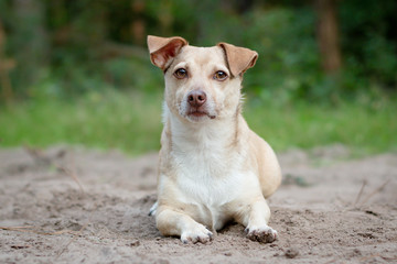 Wall Mural - Portrait of a small mixed breed