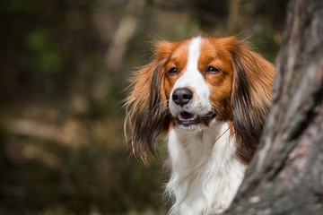 Wall Mural - Portrait of a small duck dog