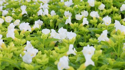 Wall Mural - wishbone flower (torenia fournieri) in garden.