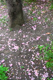 Fototapeta Tęcza - 桜の木と八重桜の落花風景