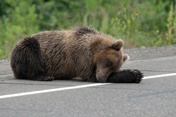 Young wild Kamchatka brown bear lies and sleeping on side of asphalt road. Eurasia, Russian Far East, Kamchatka Peninsula.