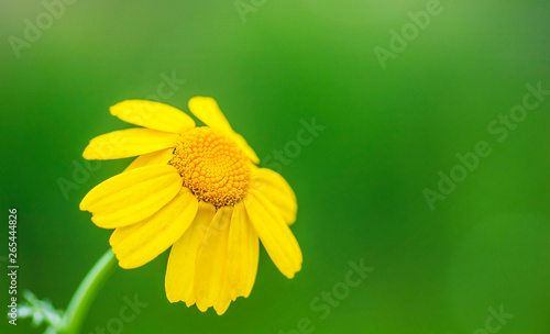 flor amarilla sobre un fondo verde de naturaleza