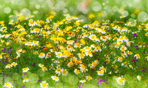fondo de naturaleza de flores de colores en el campo y plantas verdes