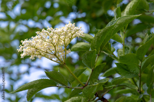 Fleurs De Sureau Noir Sambucus Nigra Au Printemps Buy