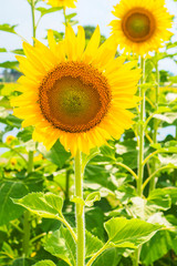 Wall Mural - Sunflowers blooming  on blue sky background ,fresh & daylight summer concept.
