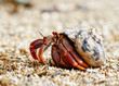 Close-up of a hermit crab (Coenobitidae) wearing a shell shell as shelter and running on the sand of the beach, narrow focus area with blur background - Location: Caribbean, Guadeloupe