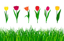 Colorful Tulips With Green Grass Isolated On White Background. Vector Illustration