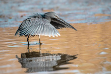 Black Heron Uses A Hunting Method Called Canopy Feeding—it Uses Its Wings Like An Umbrella,  Creating Shade That Attracts Fish.