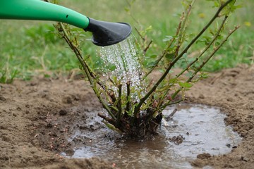 Spring work in garden, gardener watering rose bush, soil under bush is loosened with garden tools and fertilized with mineral fertilizers.