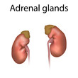 Adrenal glands. Kidneys, ureters. Realistic anatomy vector illustration.