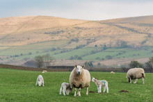Sheep Family On The Green Field, Wales, England