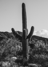 Saguaro Cactus In Saguaro National Park In Arizona, Usa In Black And White