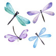 Blue and lilac dragonfly collection. Hand drawn watercolor illustration.