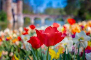 tulips in floralia in Brussels Belgium