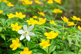 Fototapeta Kwiaty - White and yellow forest flowers. Anemones. Springtime