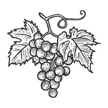 Bunch Of Grapes With Leaves Sketch Engraving Vector Illustration. Scratch Board Style Imitation. Hand Drawn Image.