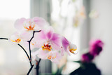 Fototapeta Storczyk - Purple orchid on windowsill. Home plants care.