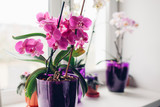 Purple orchid on windowsill. Home plants care.