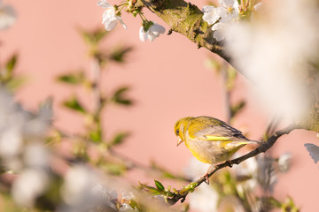 Single greenfinch bird perched on cherry tree full of blooms