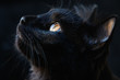 Portrait of a black cat on a dark background